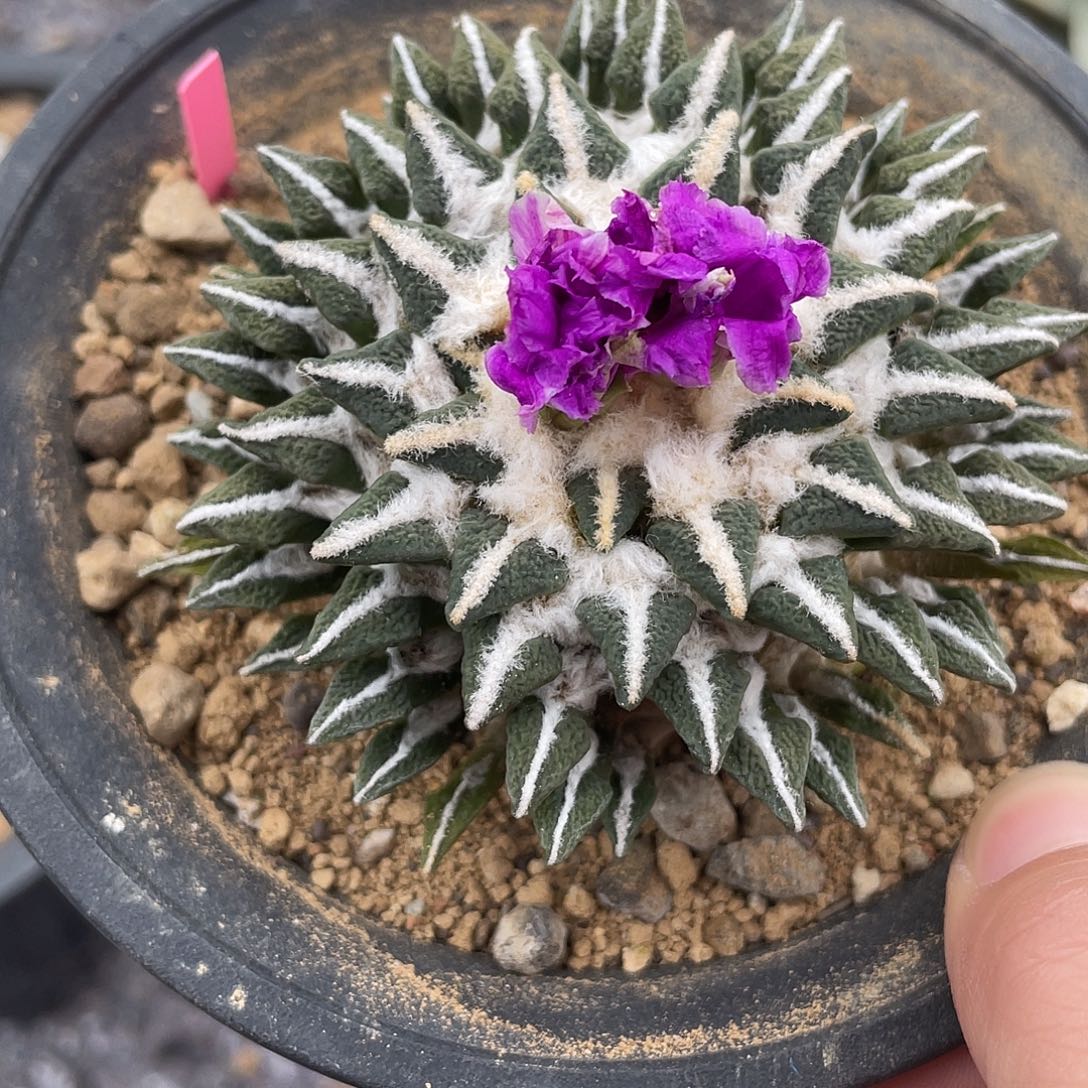 实生粗中筋烟花姬牡丹