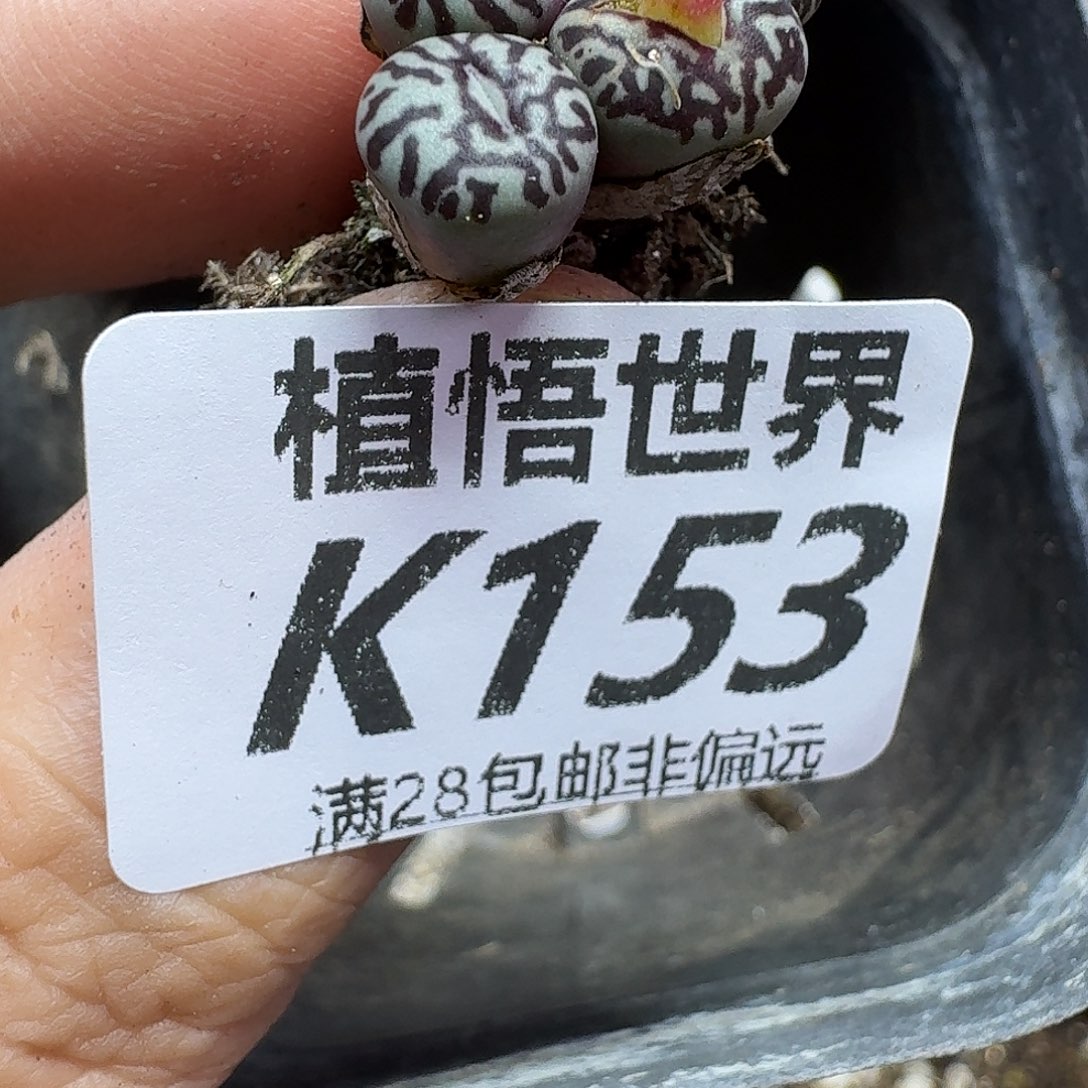 多肉植物的润泽fg