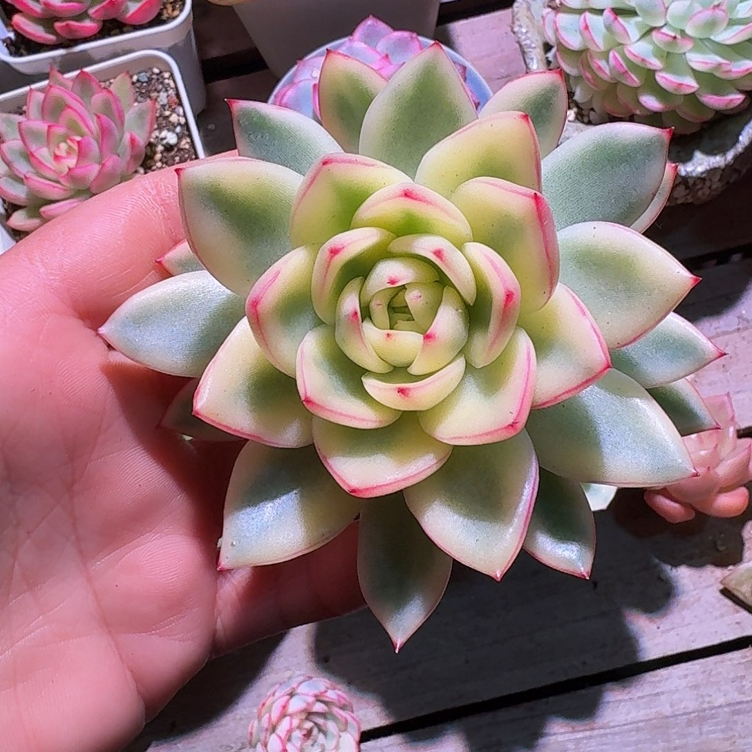 阿斯娜锦多肉多肉