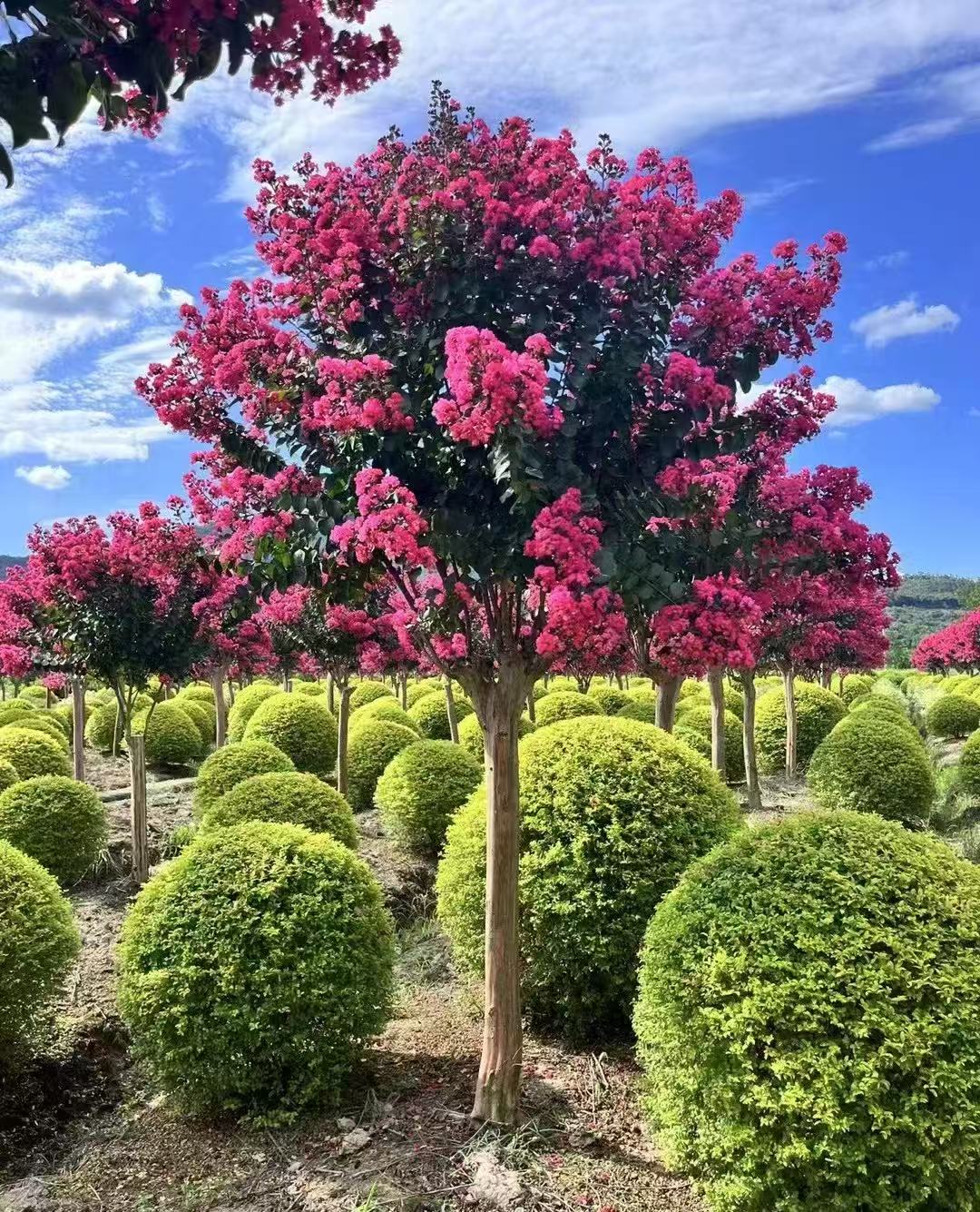 正宗川红紫薇老桩耐寒耐旱室外植物好栽易养产地直销庭院种植