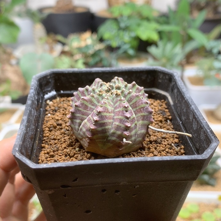 自根法丽达大戟脱土