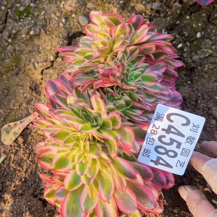 倾城缀多肉植物法师4584