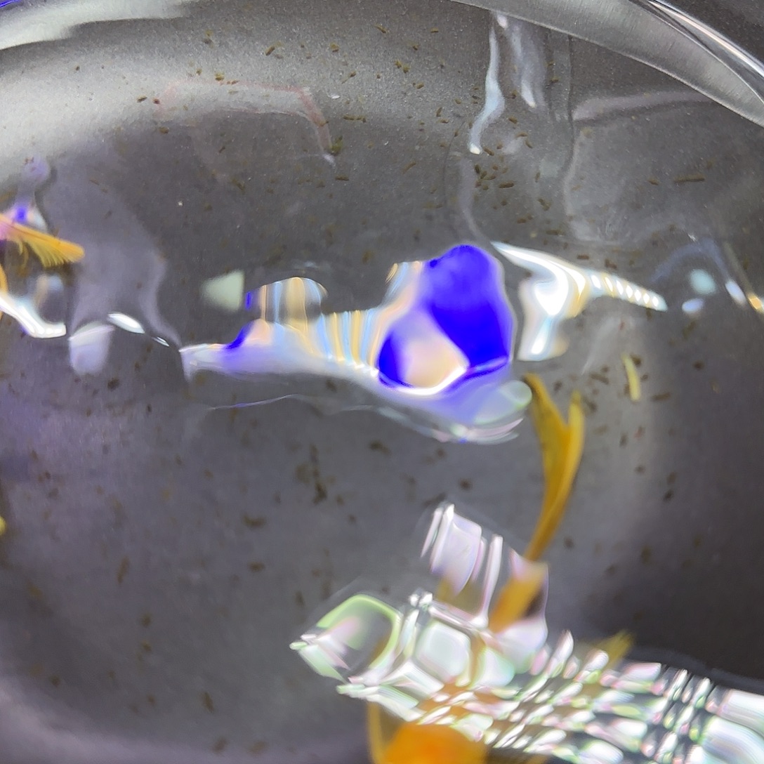 孔雀鱼黄金大帆6+ 两条