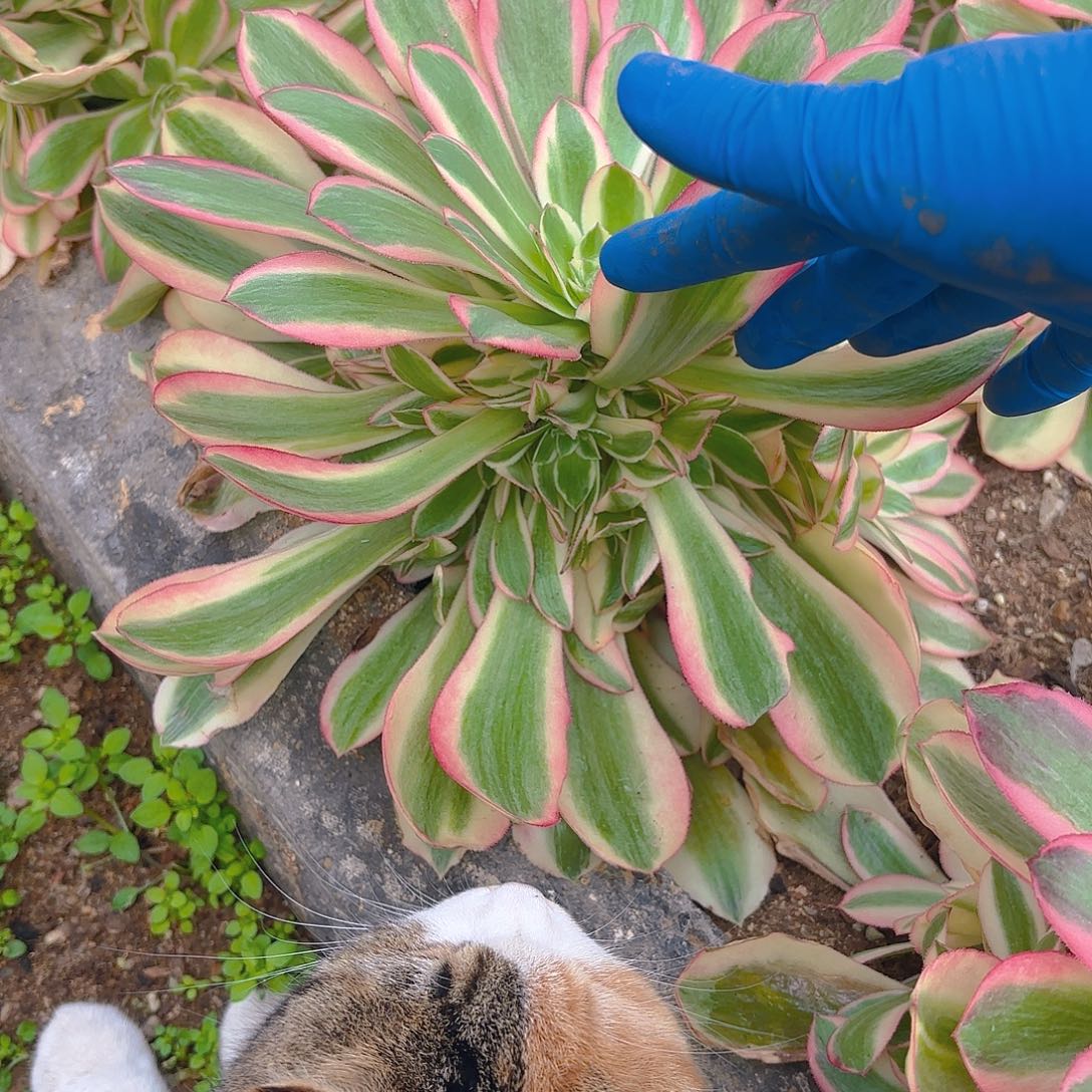 粉女郎手捧多肉植物