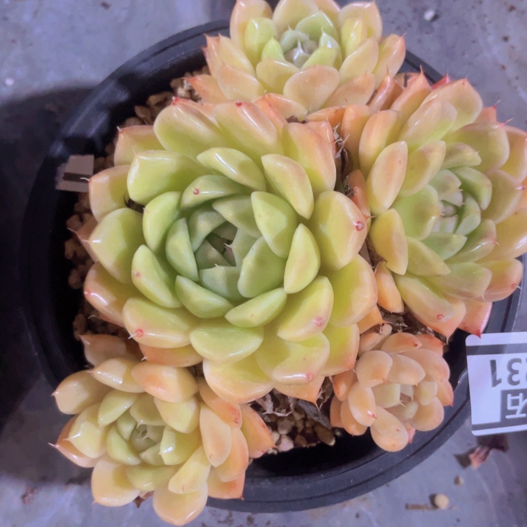 麦秆28231多肉植物