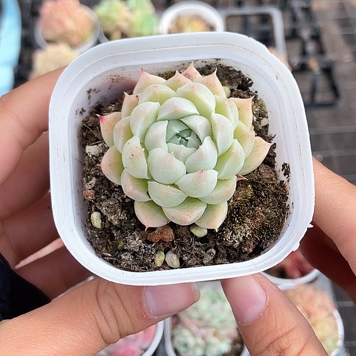 一物一拍满十元包邮发货 184