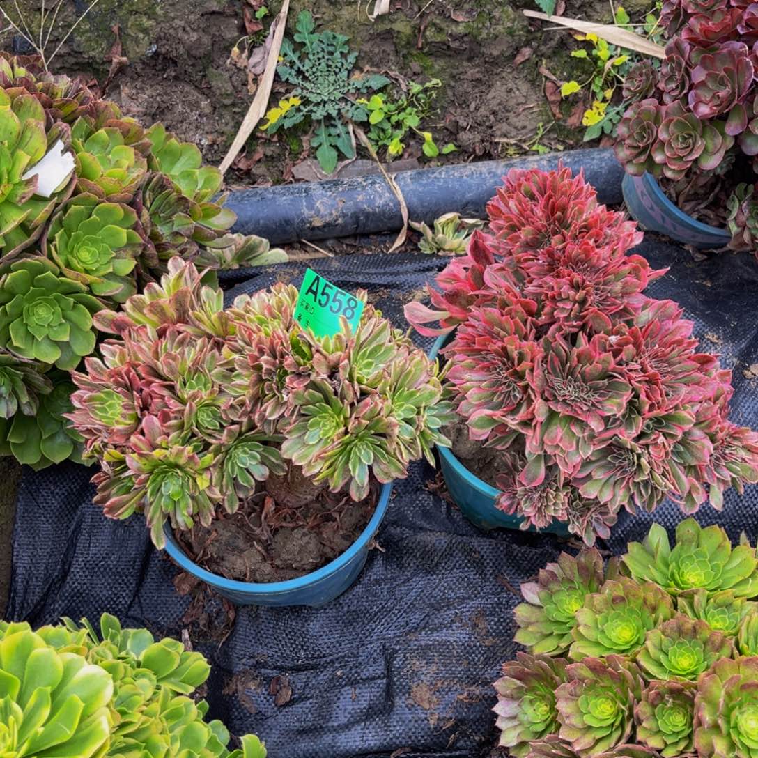 粉黛缀女神法师1-20