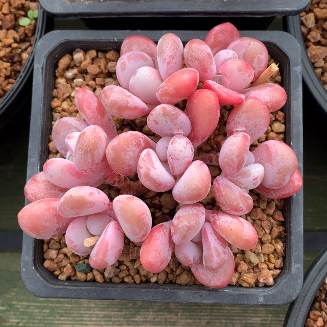 我们家的小姐姐们