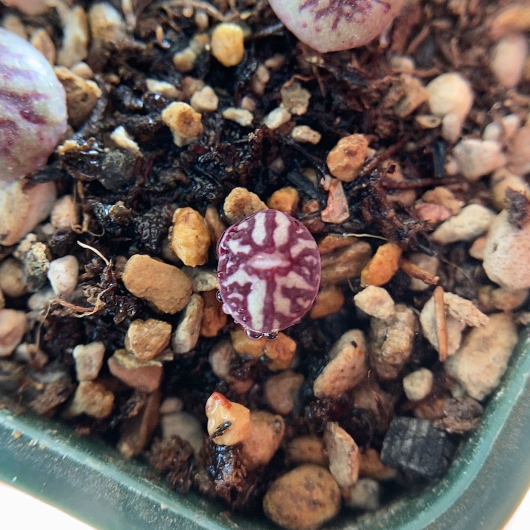 八重墨一颗二蜕包邮