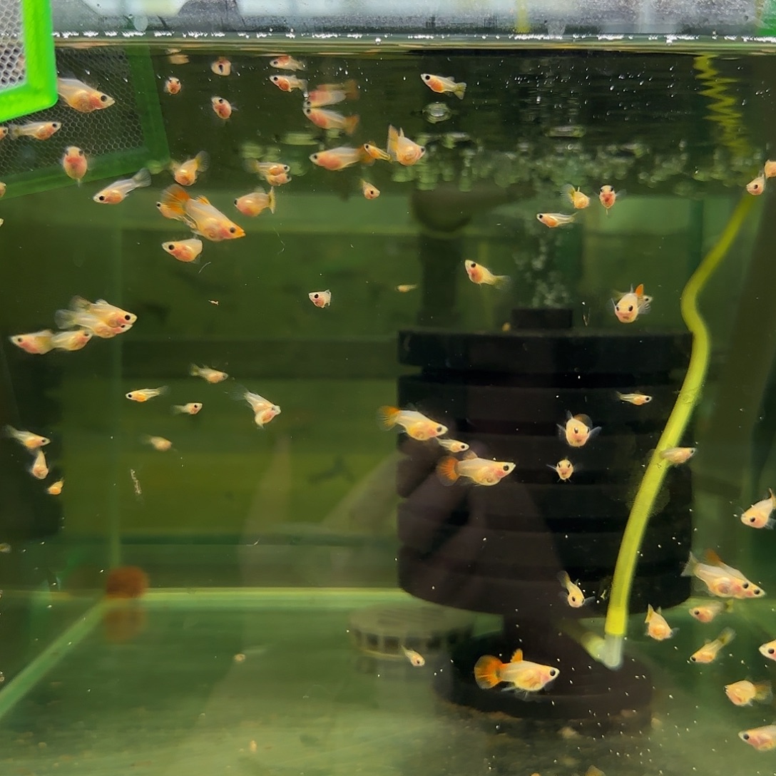 孔雀鱼银河琉璃玻璃猫苗10条随机