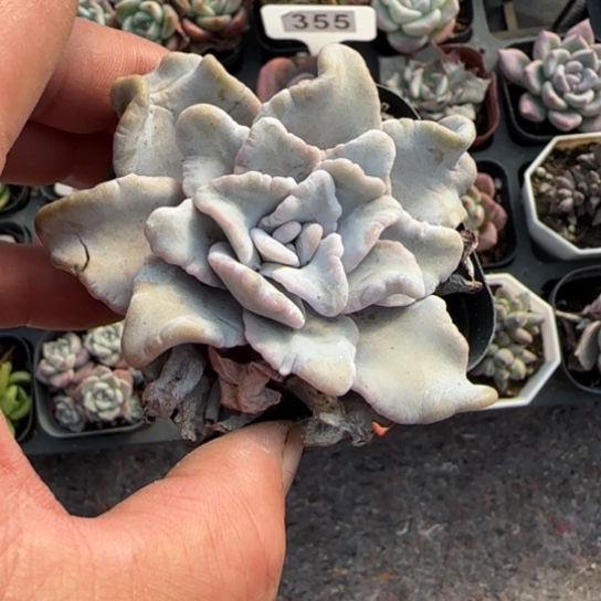 247芭蕾舞者多肉植物多