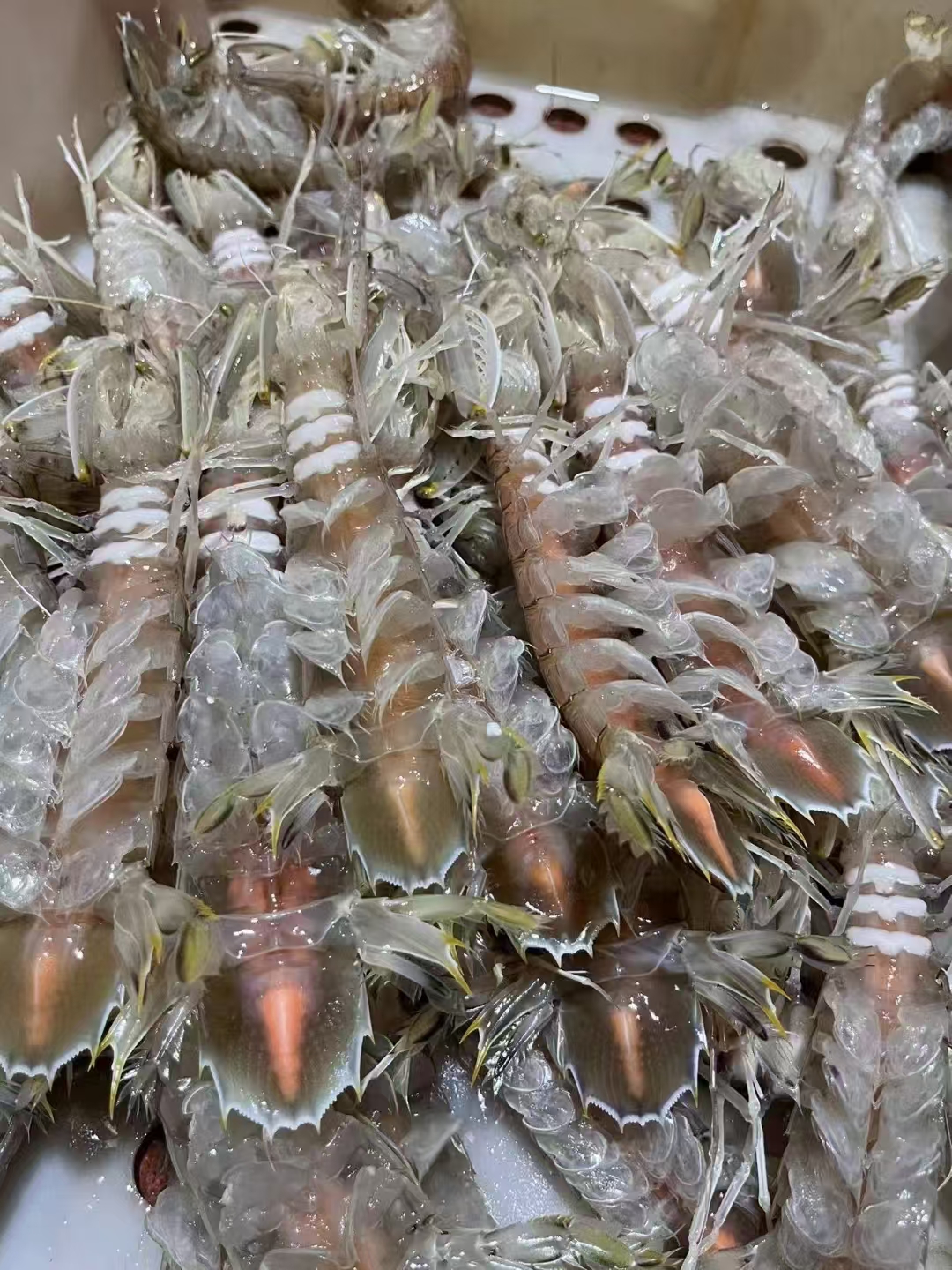 【带膏皮皮虾】带膏大皮皮虾（7个头）煮熟顺丰速冻发货