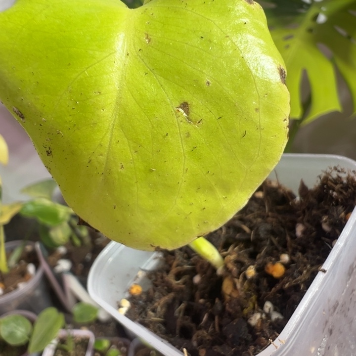 我***猫完全开放龟背竹种子苗