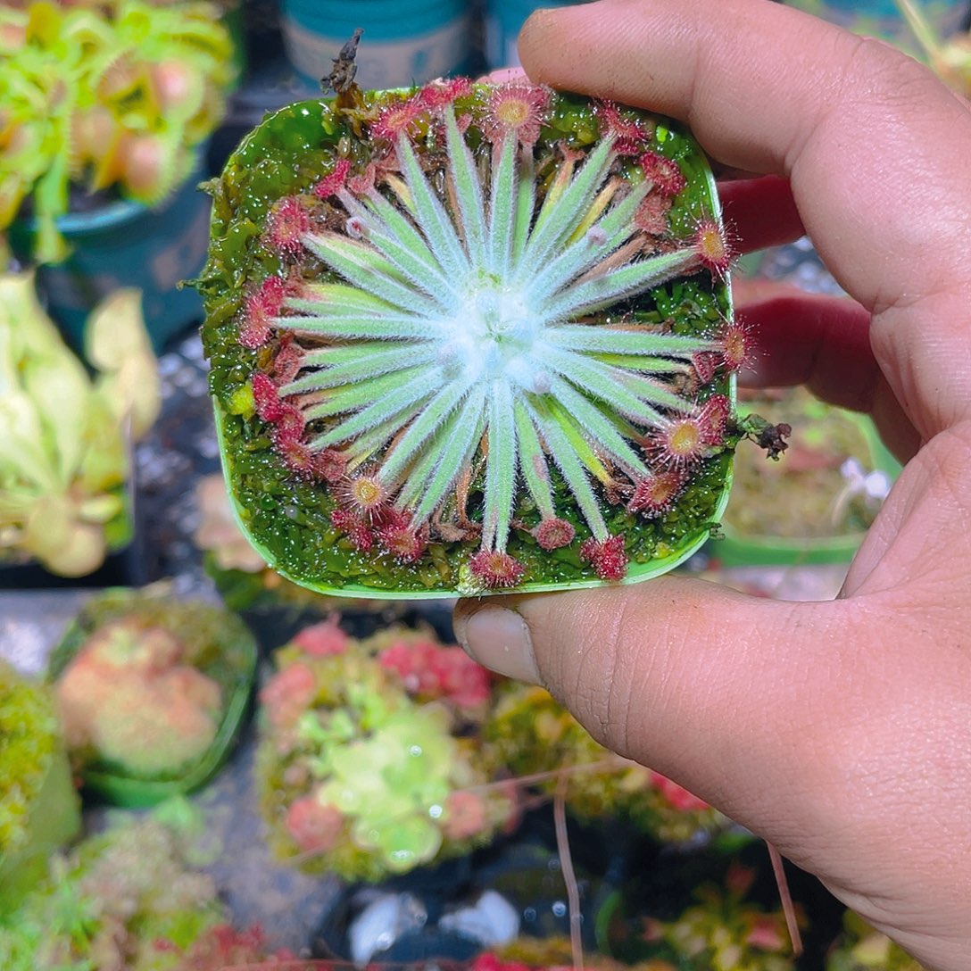 完全开放银饰茅膏菜2