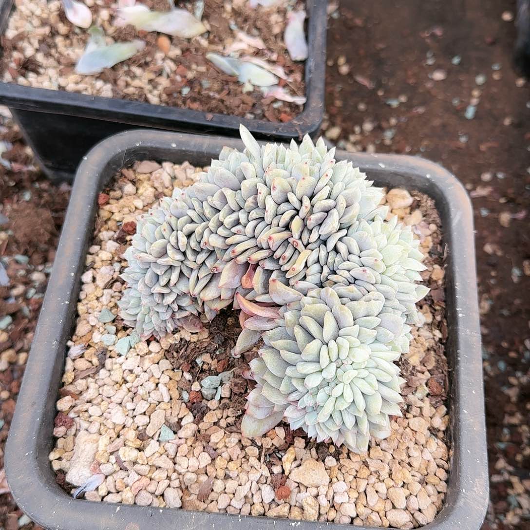 星影缀049号68       肉