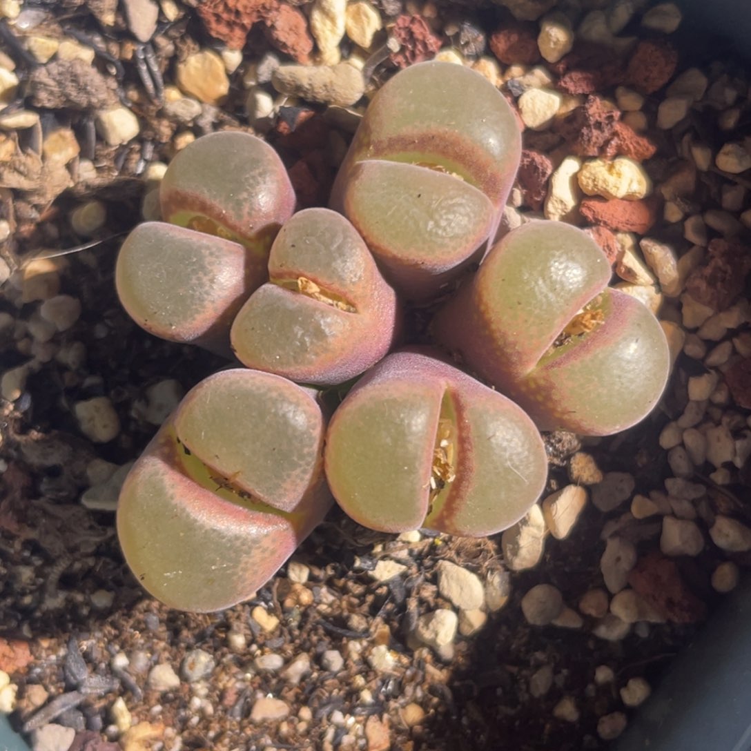 紫体白窗风铃植物一物一拍