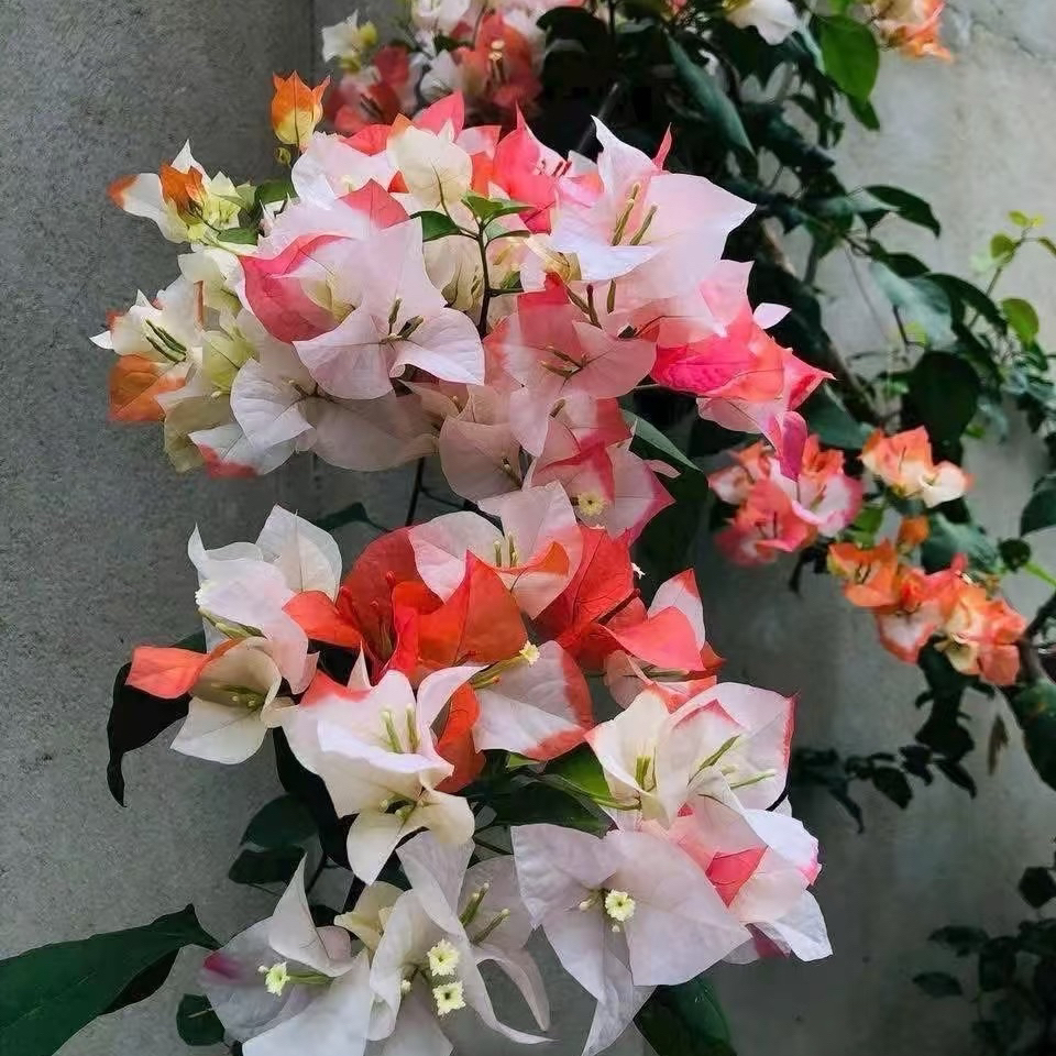 品种三角梅直播一物一拍花卉绿植