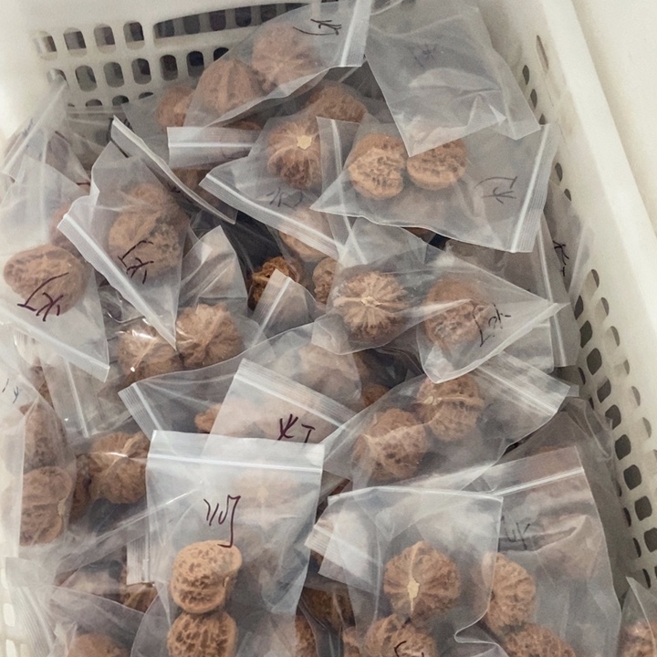 吊坠文玩核桃宫灯瑕疵