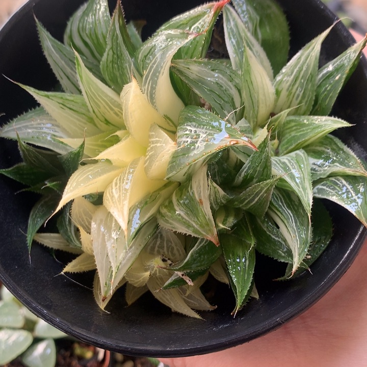 极上斑芭提雅寿锦一物一拍