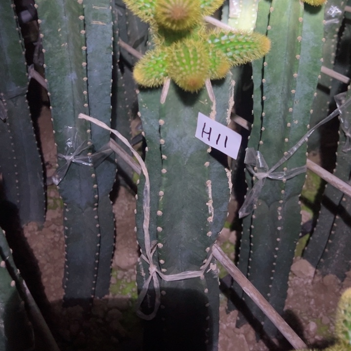 9****媛H11量天尺嫁接金妞多夫130