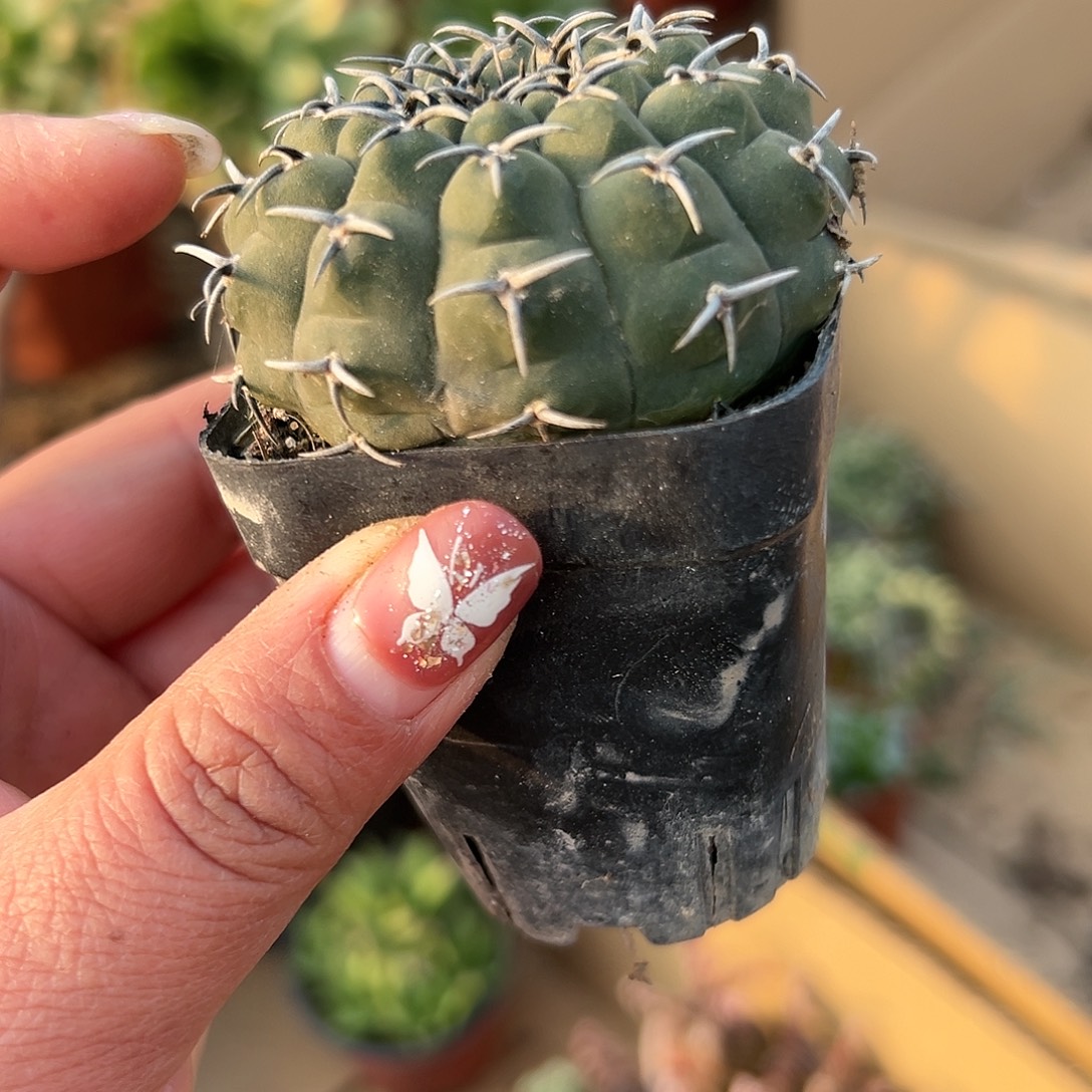 多肉植物多肉植物
