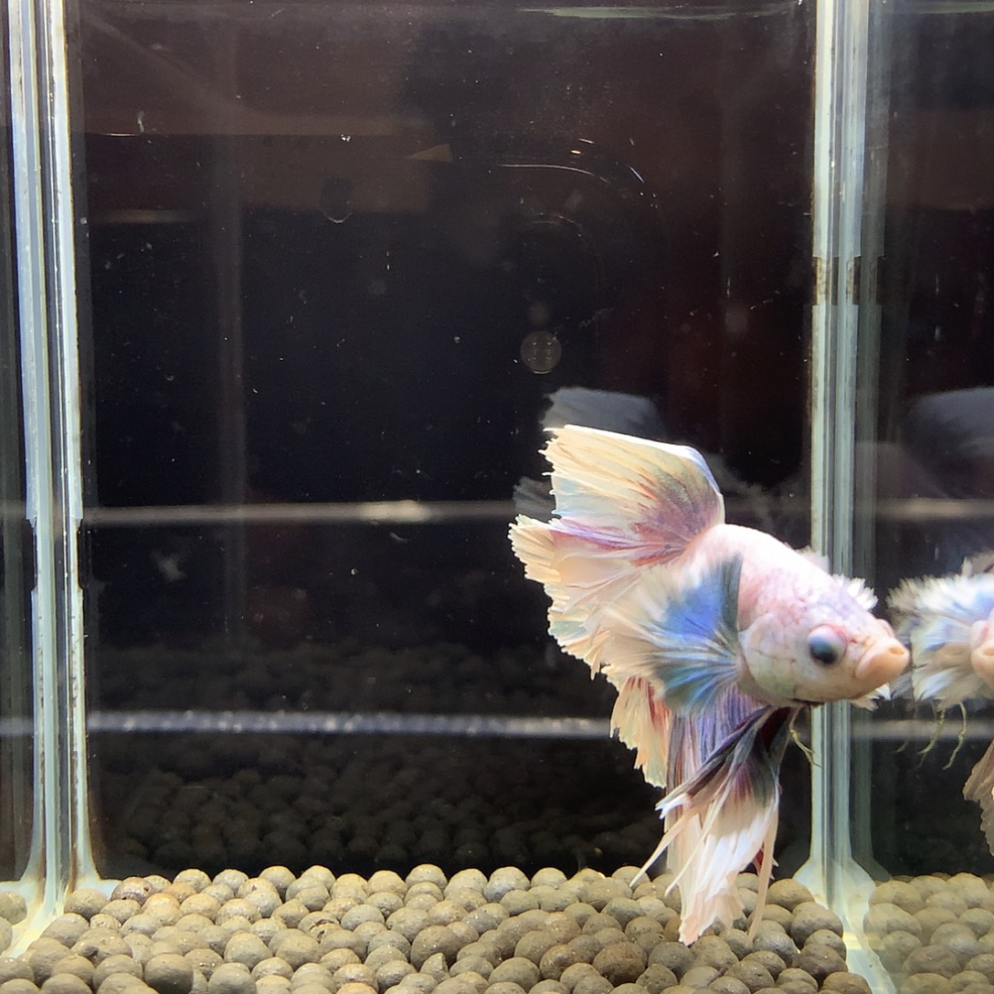 斗鱼七弟泰国斗鱼18