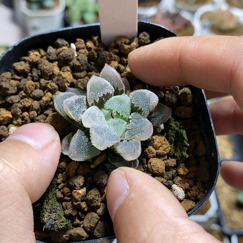 【闪购商品】186全窗