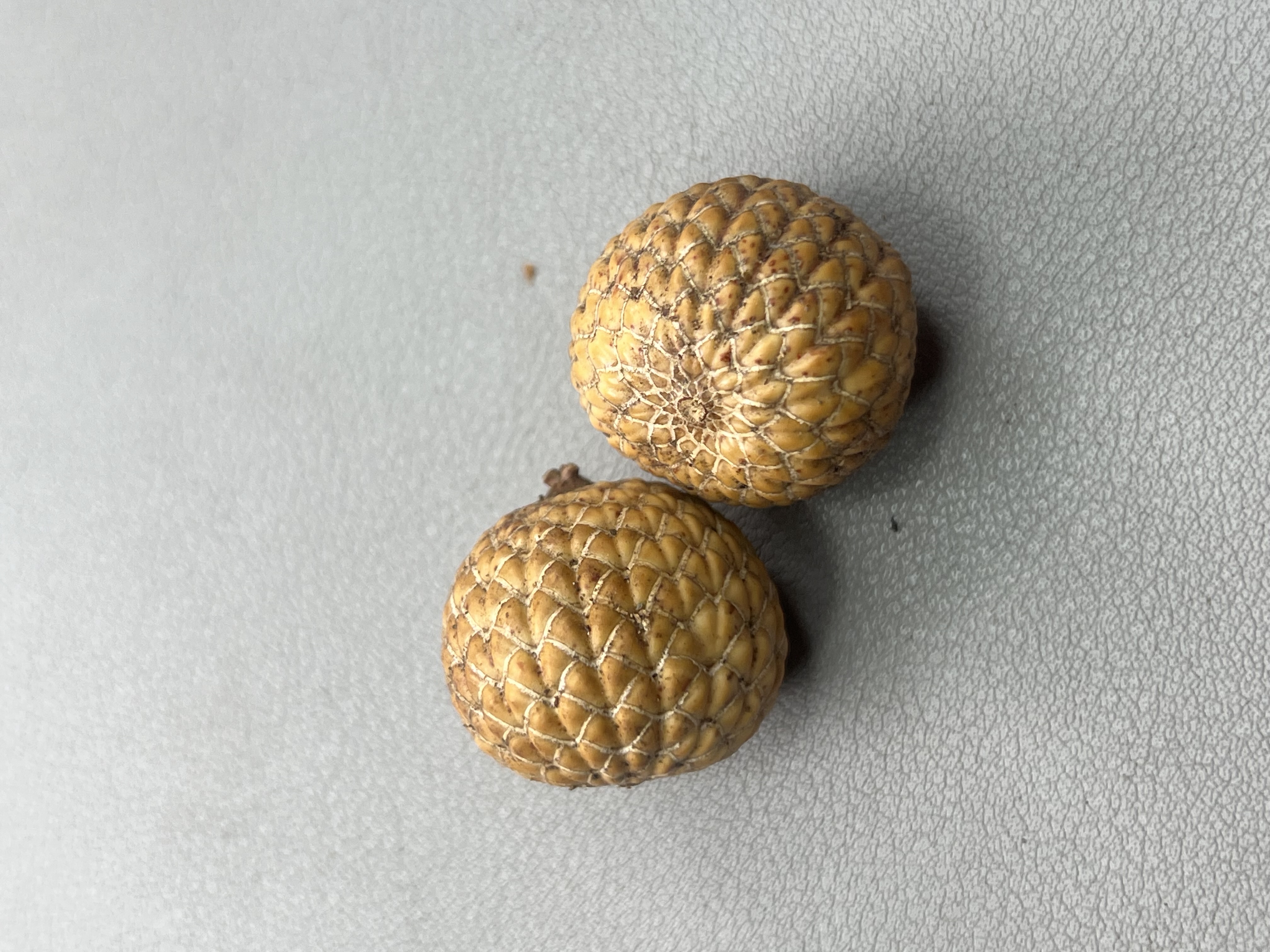 3海南原生态星月菩提改价链接