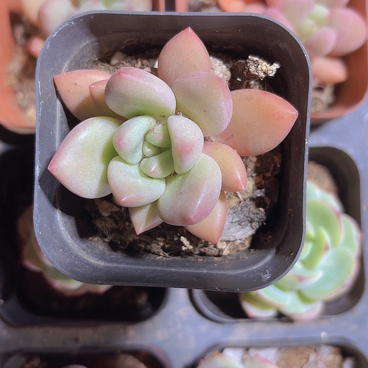 精品桃花源多肉植物