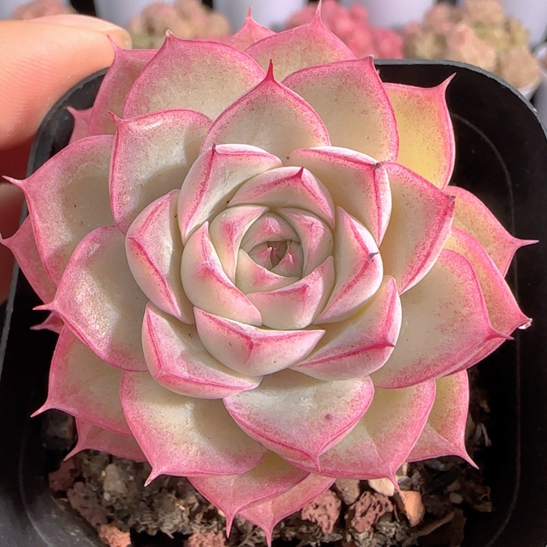 多肉0103-272女王玫瑰