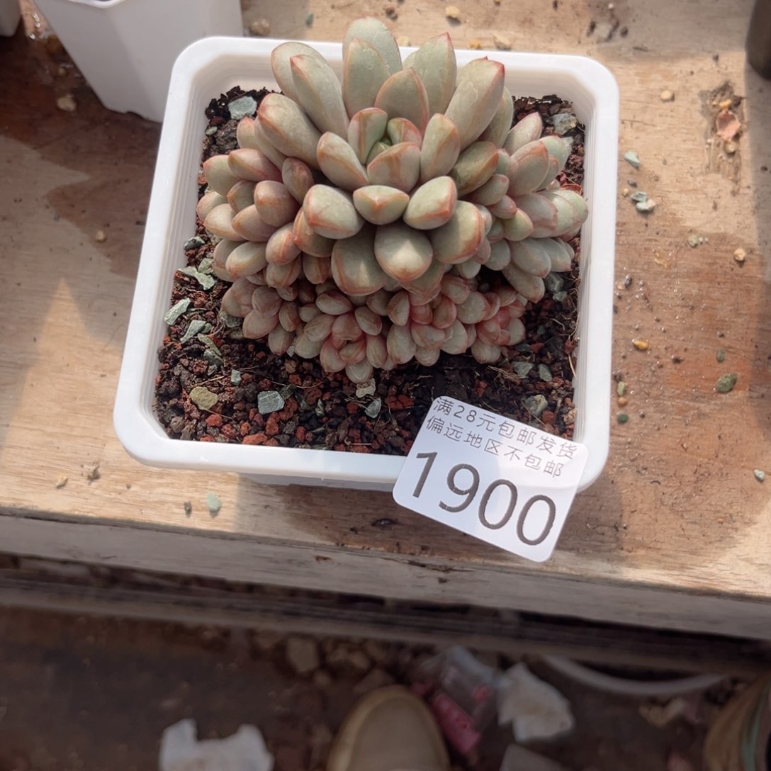 大1900、j x j d j g j