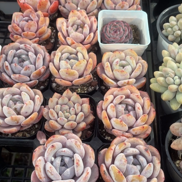 雪茶9.9一盆88888888