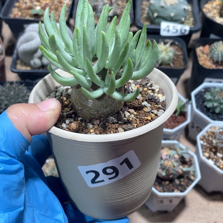 过**系291产地奇峰锦白象