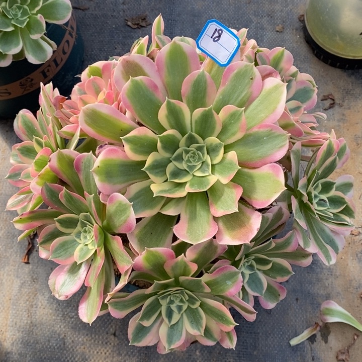 18白凤多肉法师植物