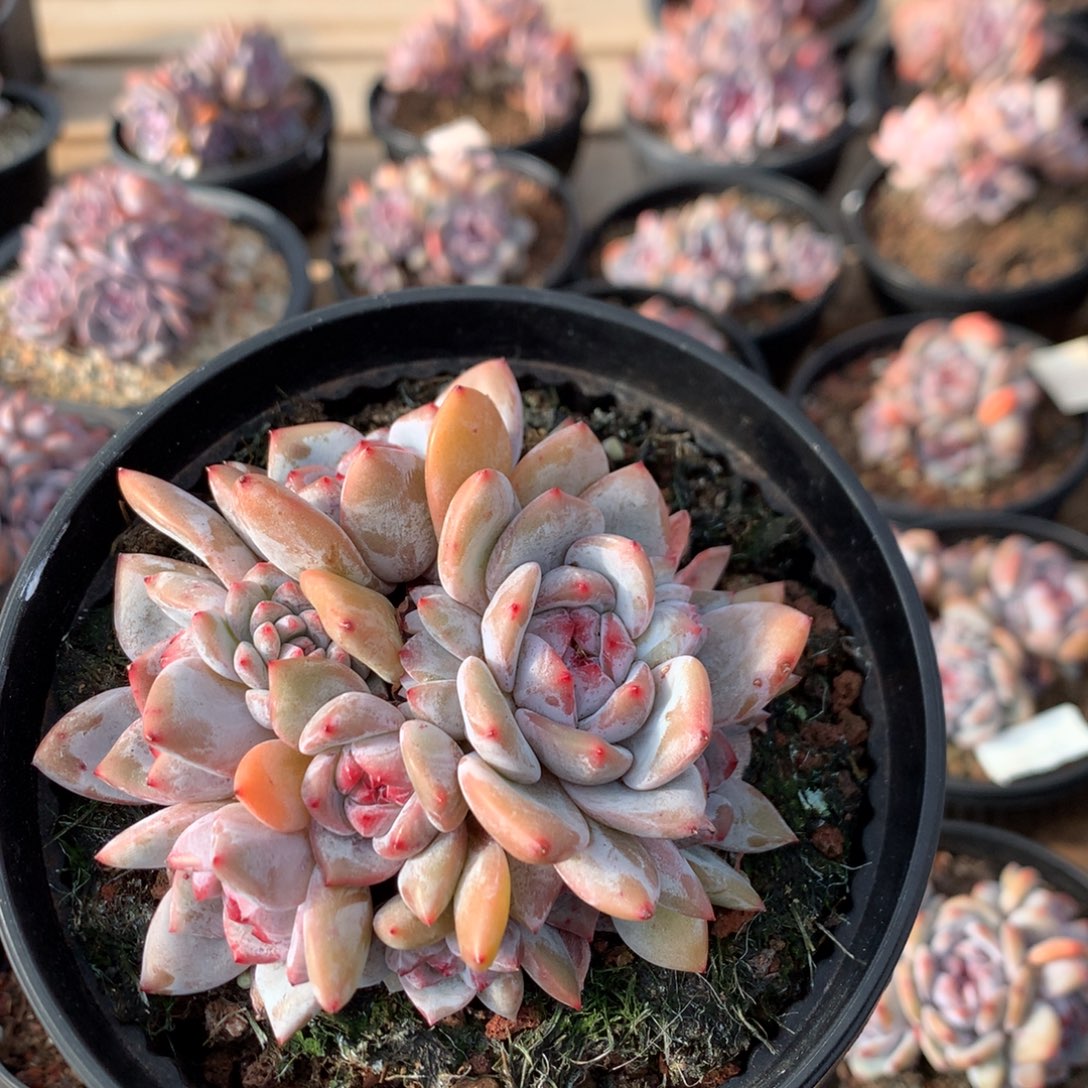 11厘米11头溏心石榴籽 无砍 5584