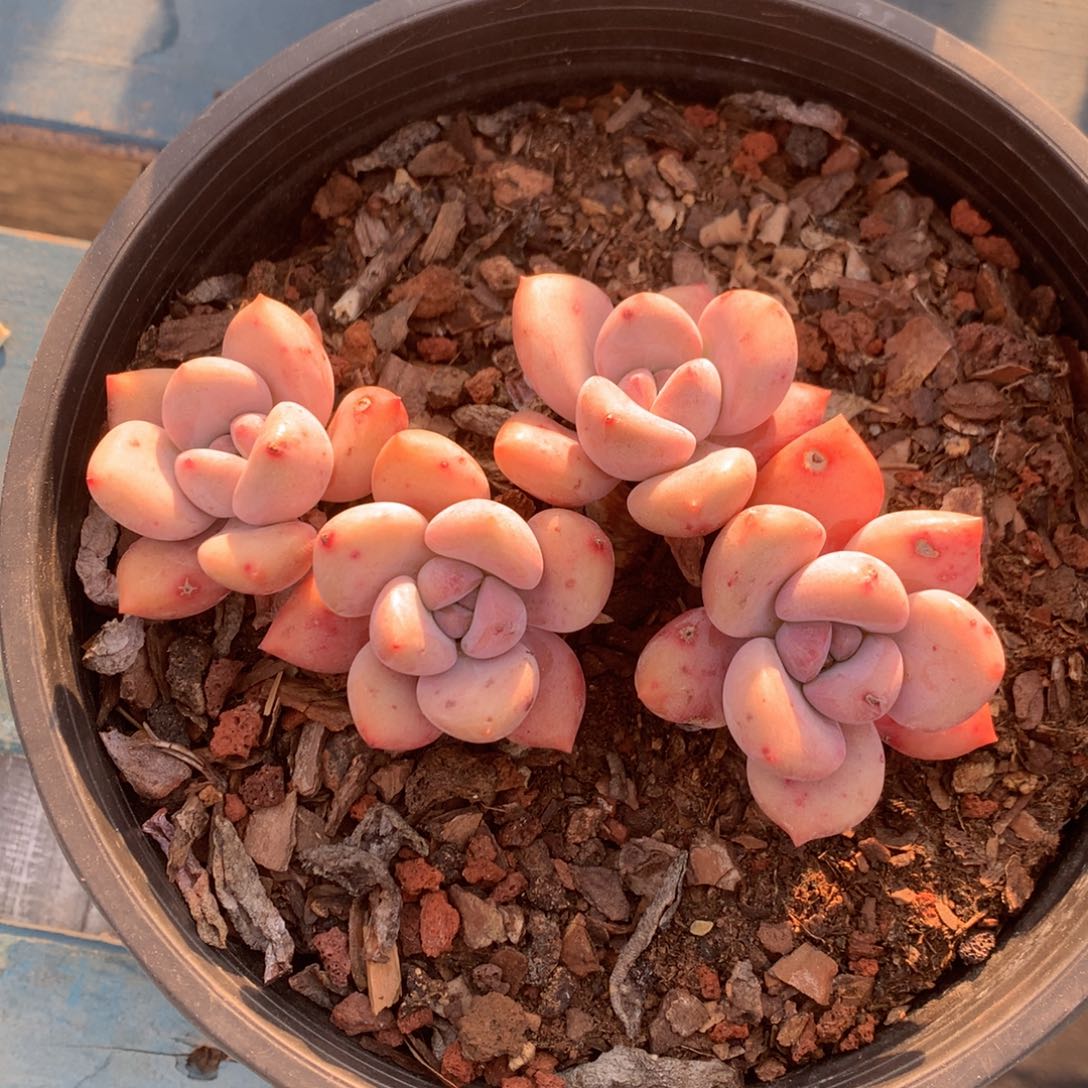 丸叶奥普无砍一物一拍