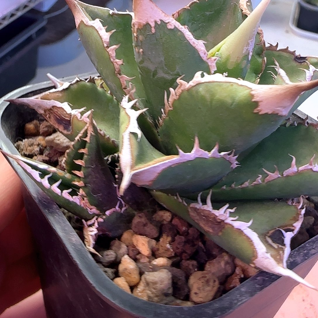 籽播芽子11111111