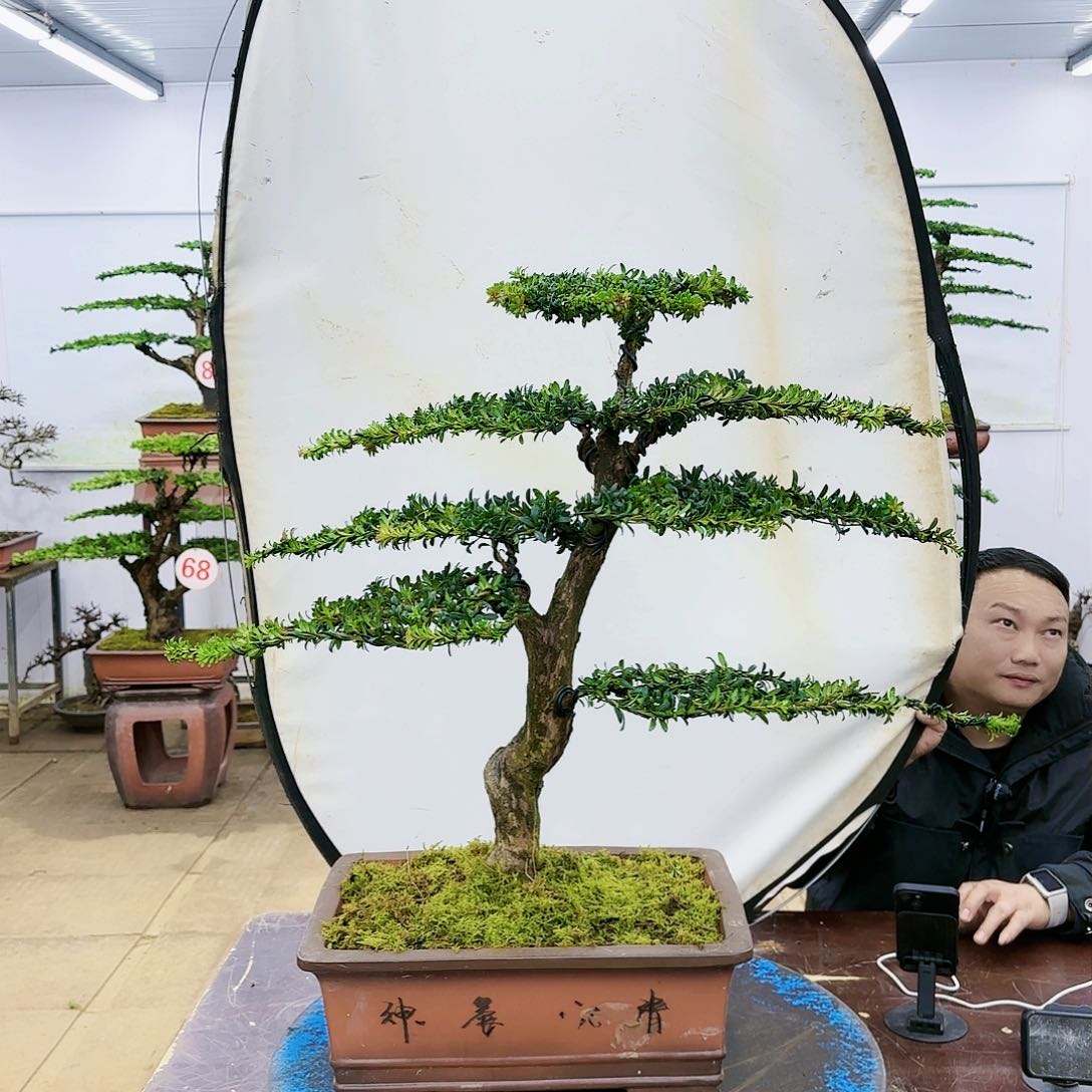 盆景欢迎大家一起来捡漏