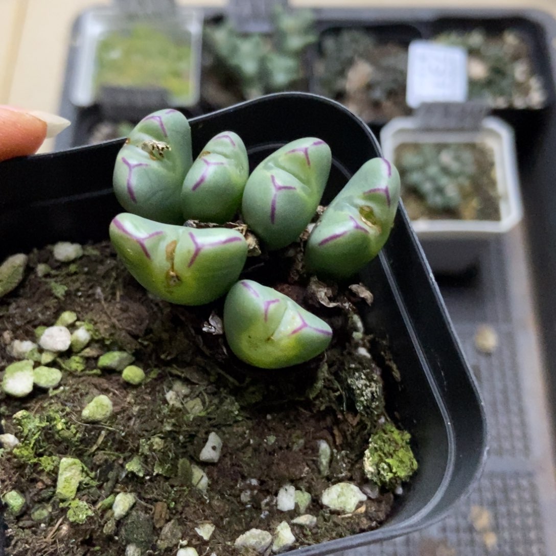 7323一盒红边少将