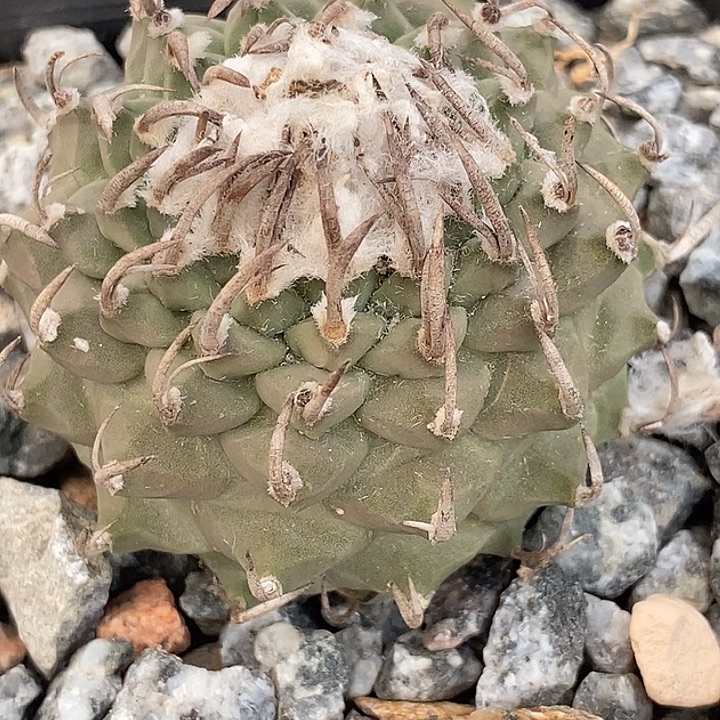 高****娇丽南格瑞特一个仙人球仙人掌