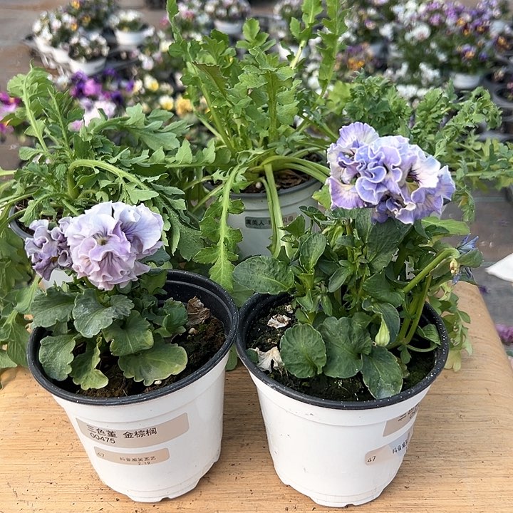 红陶抖音直播闪拍47