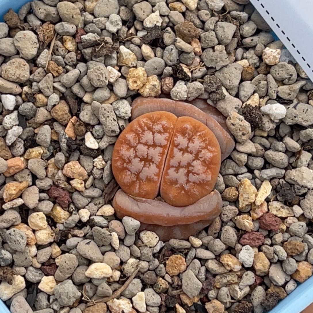 7618拿铁岛田铁铁