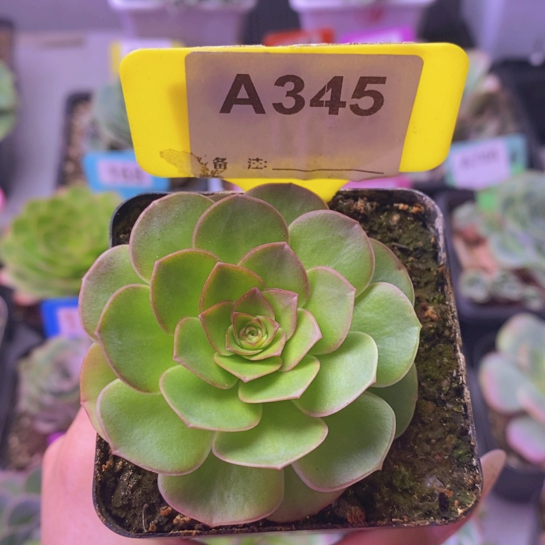 四月天玫瑰一物一拍A345