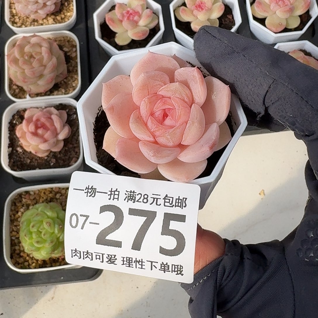 桃夭无盆土发货无