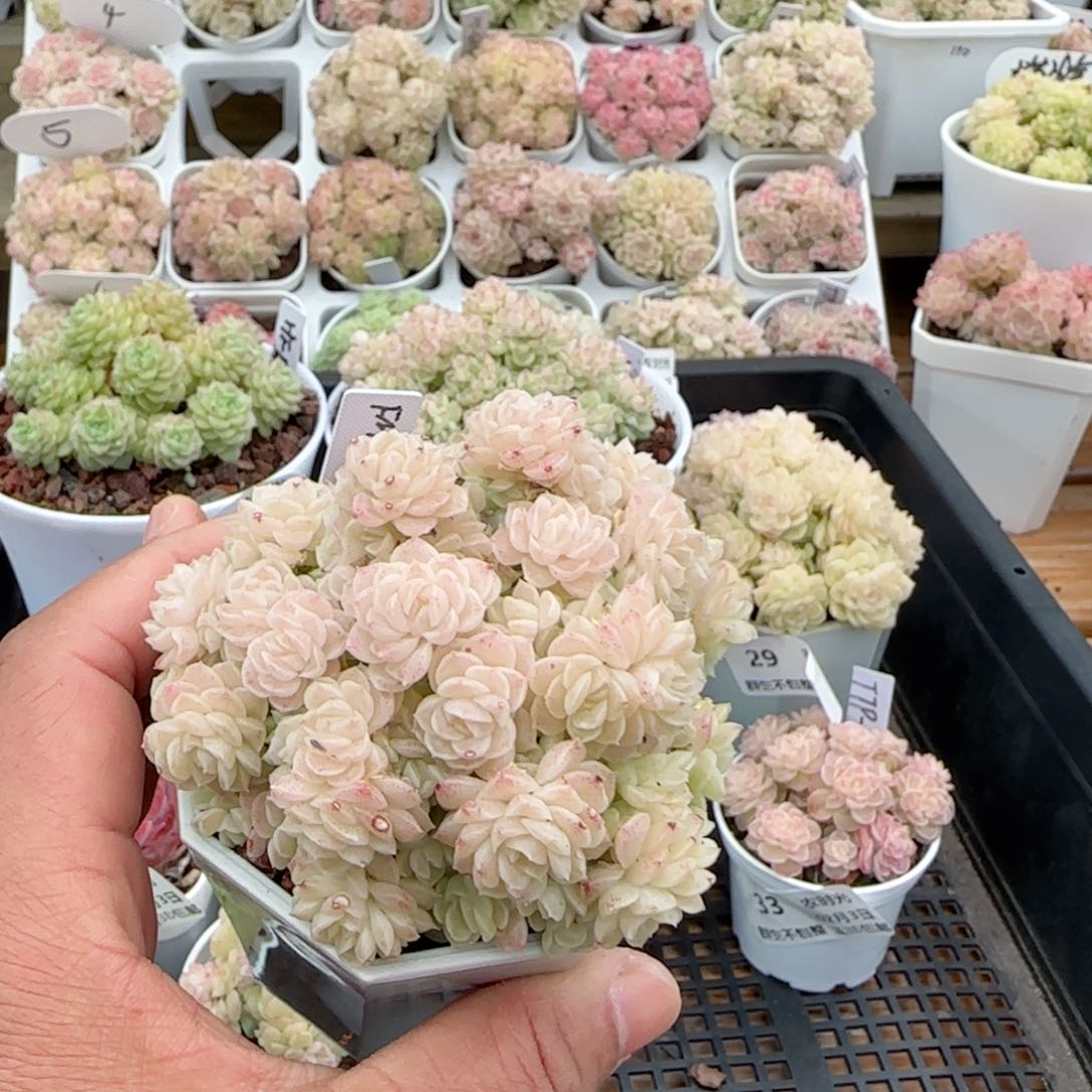 【闪购商品】0203-38（fm-16）