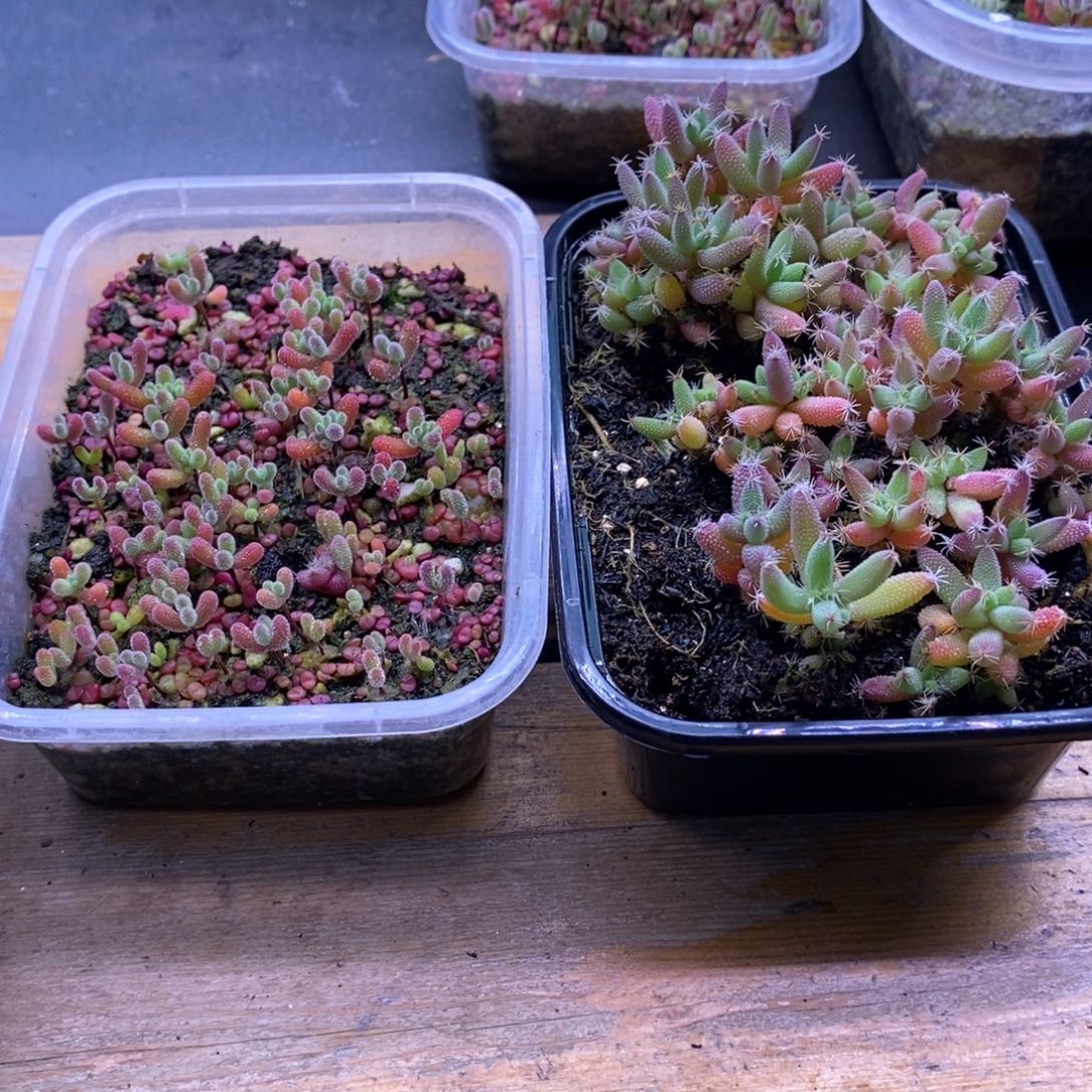 熙***雅536混合切糕➕玉米切糕。      