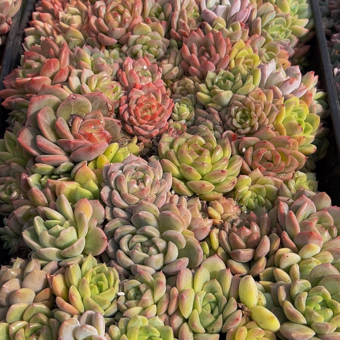 281多肉葡萄的味道是真的