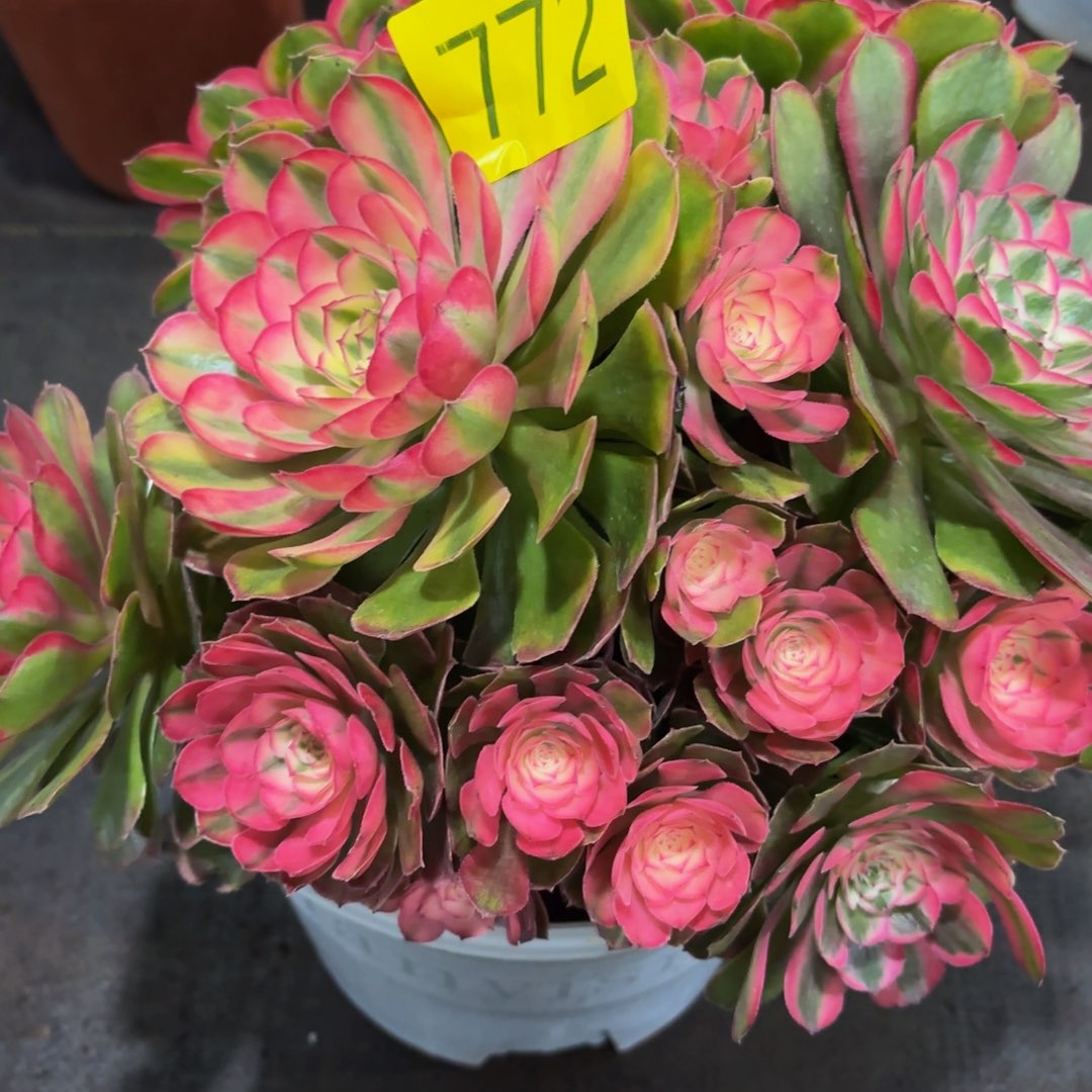 哈哈多肉葡萄福利772