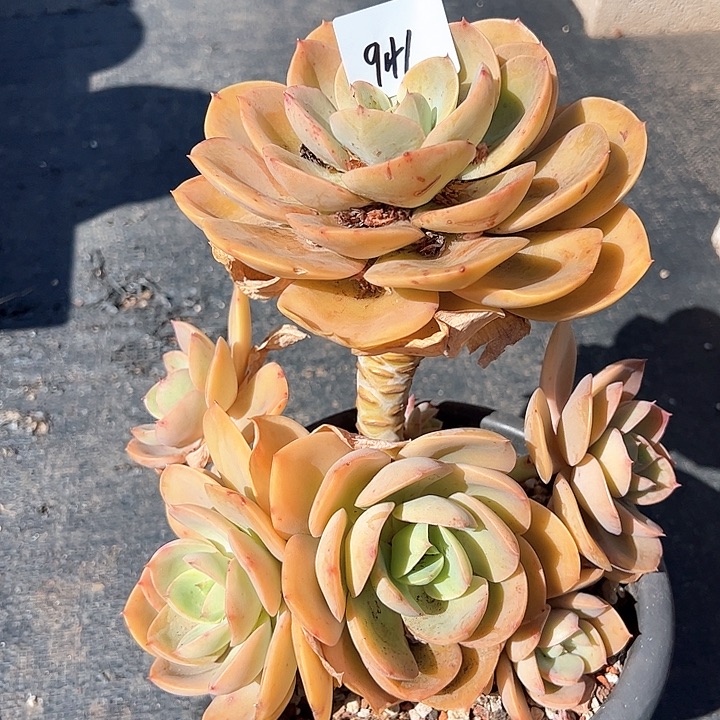 李***?941///////////////