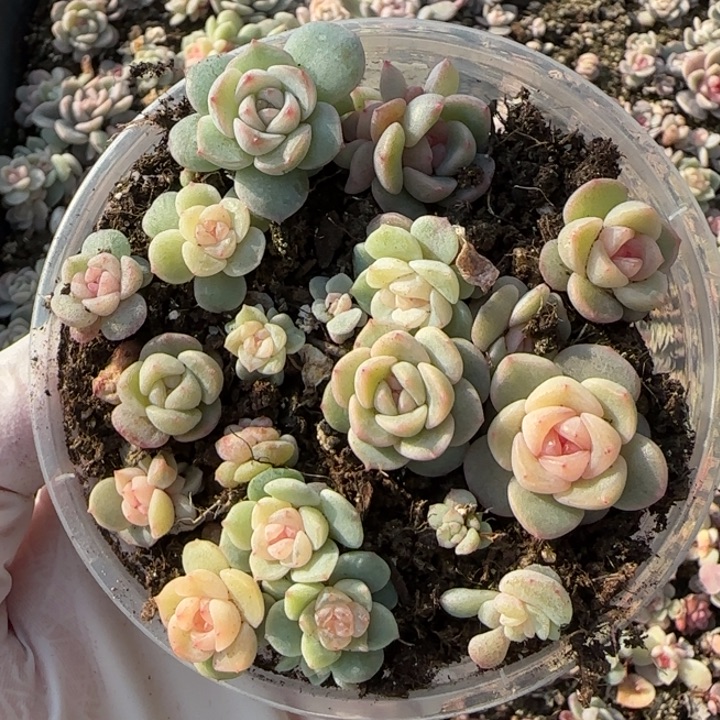 5 王者系列珍妮一盒